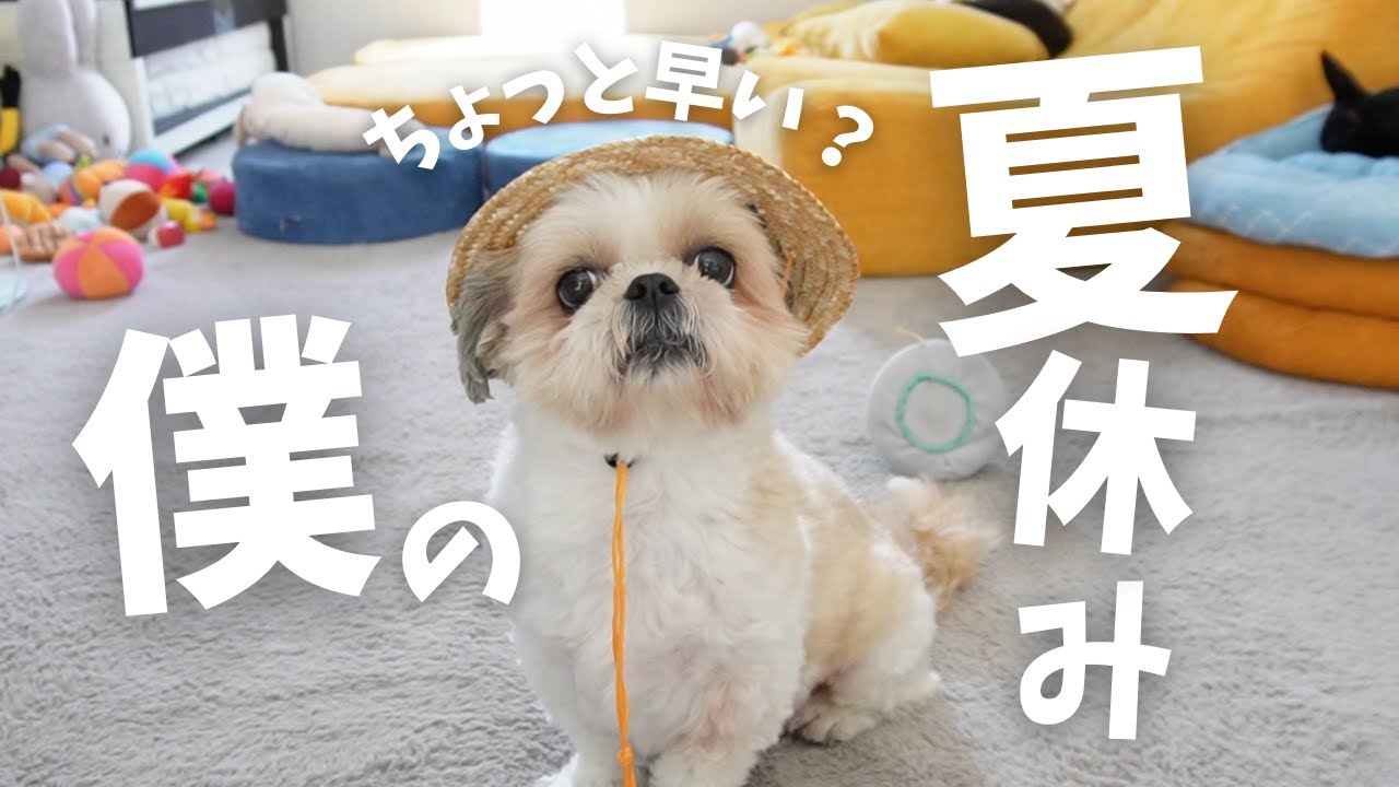 DAISO】シーズーの夏休み。麦わら帽子が似合いすぎる息子。インスタで
