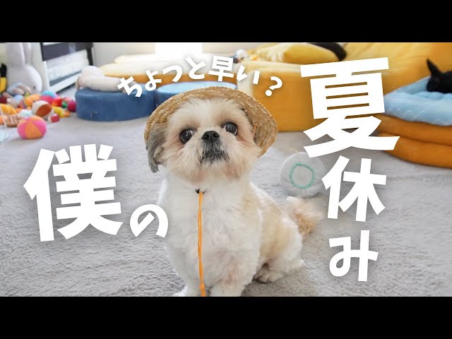 DAISO】シーズーの夏休み。麦わら帽子が似合いすぎる息子。インスタで