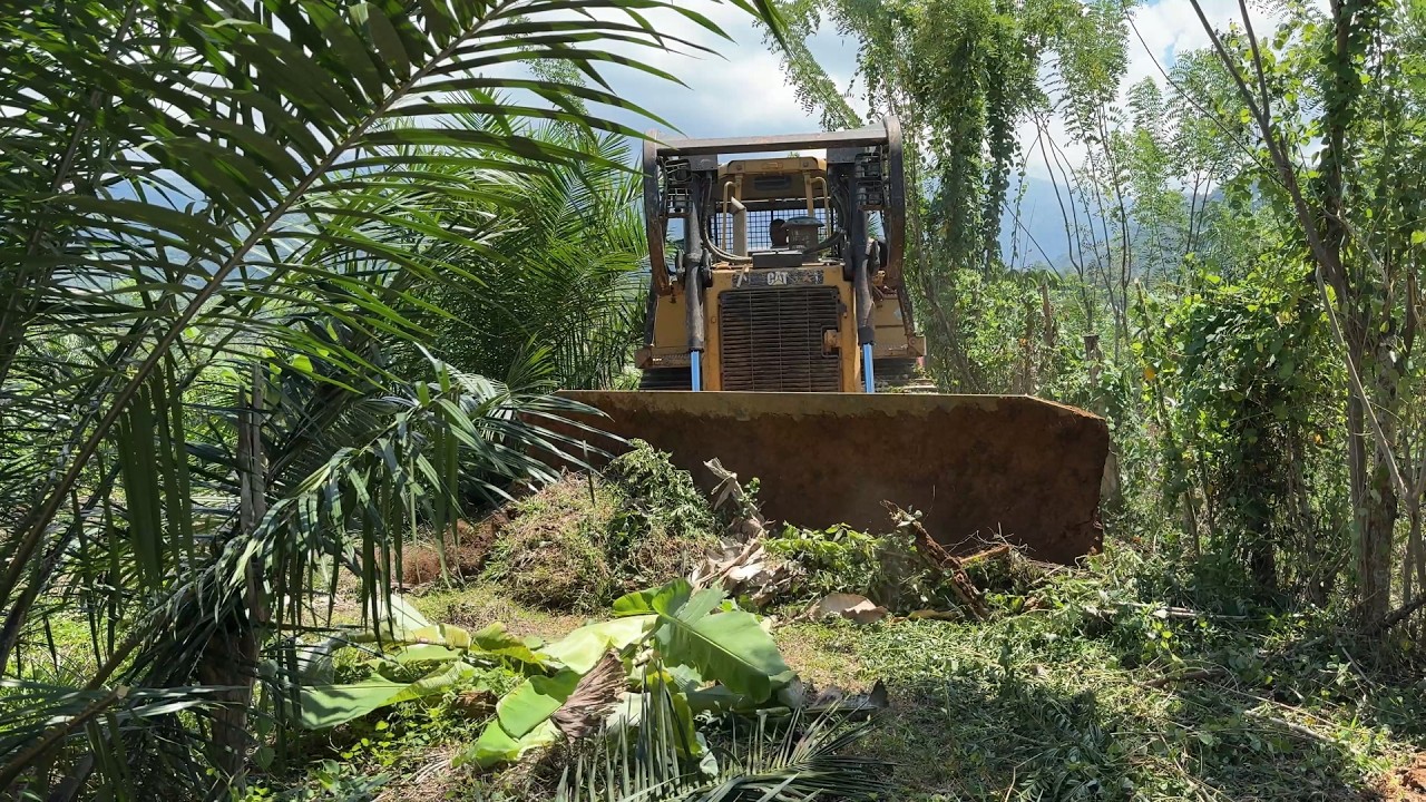 D6R XL Bulldozer Creates a New Road in the Palm Oil Plantation