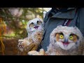 Amazing Funny Owls 🦉😂 Cute and Funny Owls Playing (Full) [Funny Pets]