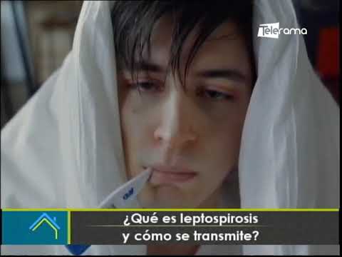 ¿Qué es leptospirosis y cómo se transmite?