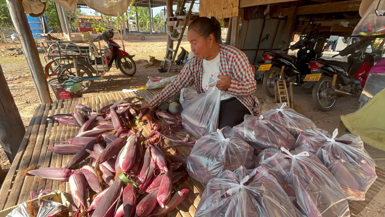 พ่อดีใจได้ขายข้าวโพดแล้ว ใส่ถุง ส่งลูกค้า🥰🙏