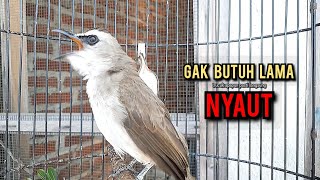 trucukan gacor TARUNG ROPEL PANJANG pancingan trucukan agar bunyi jadikan burung trucuk gacor NYAUT