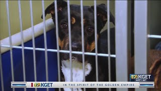Kern County Animal Services offering free adoptions after Fourth of July holiday