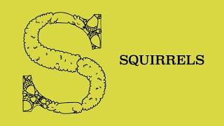 Squirrels | A to Z of the Hill | UCLA Housing