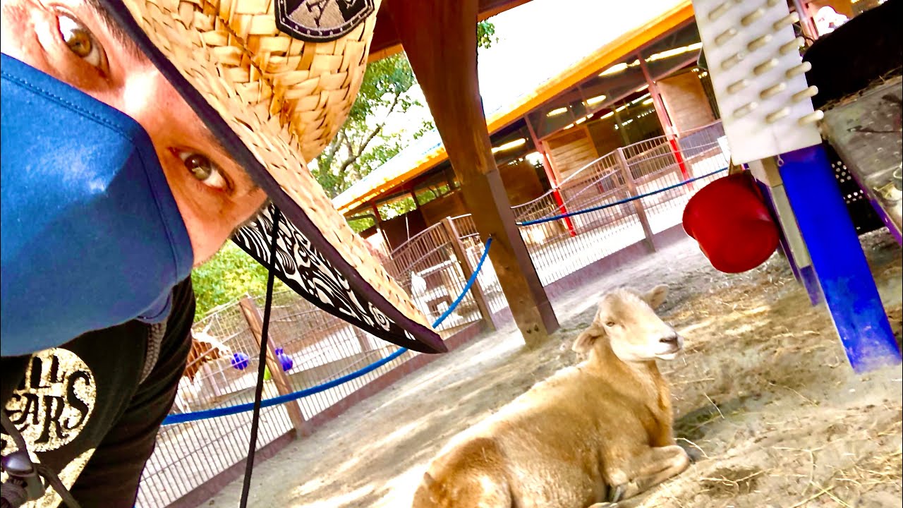 Visiting the Petting Zoo at Disney's Animal Kingdom and Riding Everest