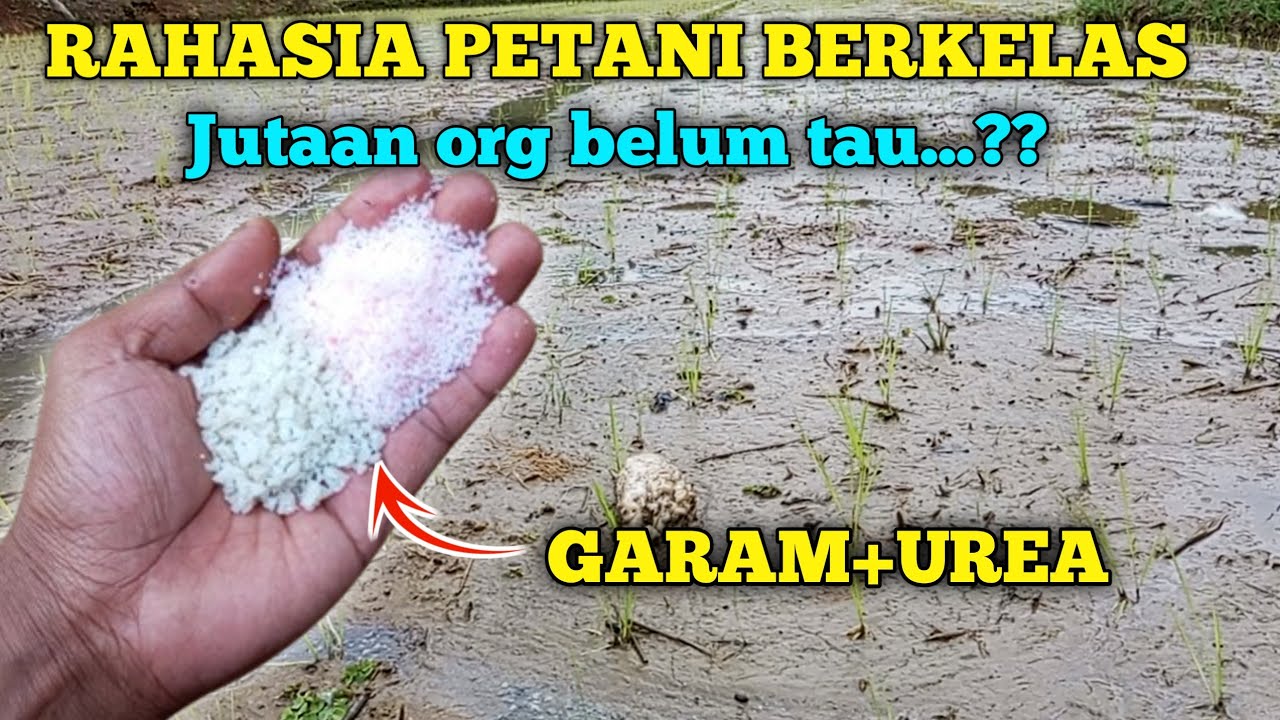 TERBONGKAR RAHASIANYA PETANI BERKELAS..!! Cara agar tanaman tumbuh subur