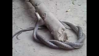 Male And Female Snakes Mating .....
