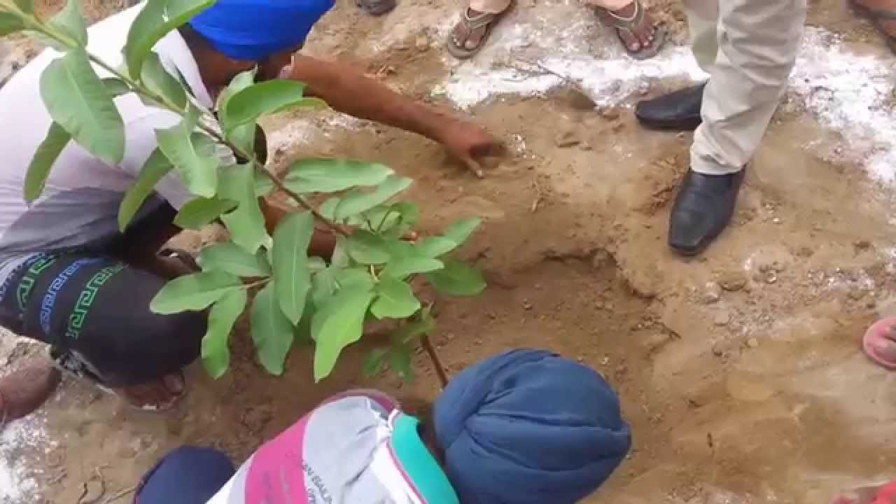 How To Grow Plants In Proper Way (Punjabi) YouTube