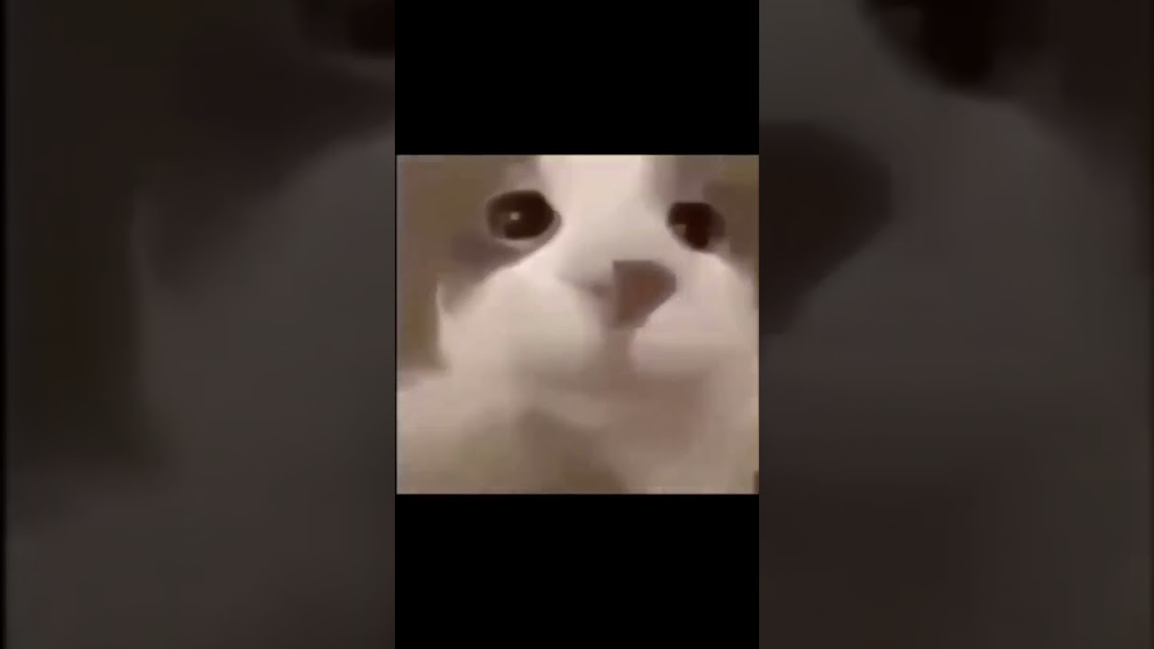 Cat kissing the camera #lowquality #cute #cat #kiss