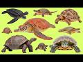 Master Turtle Names 🐢 | черепаха Vocabulary in Russian with Audio