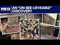 Over 300k bees found inside walls of historic Puyallup house | FOX 13 Seattle