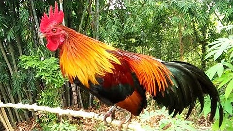 qaib đib zoo nkauj heev + gà mồi vừa đẹp vừa hang vừa hiền /0393453955