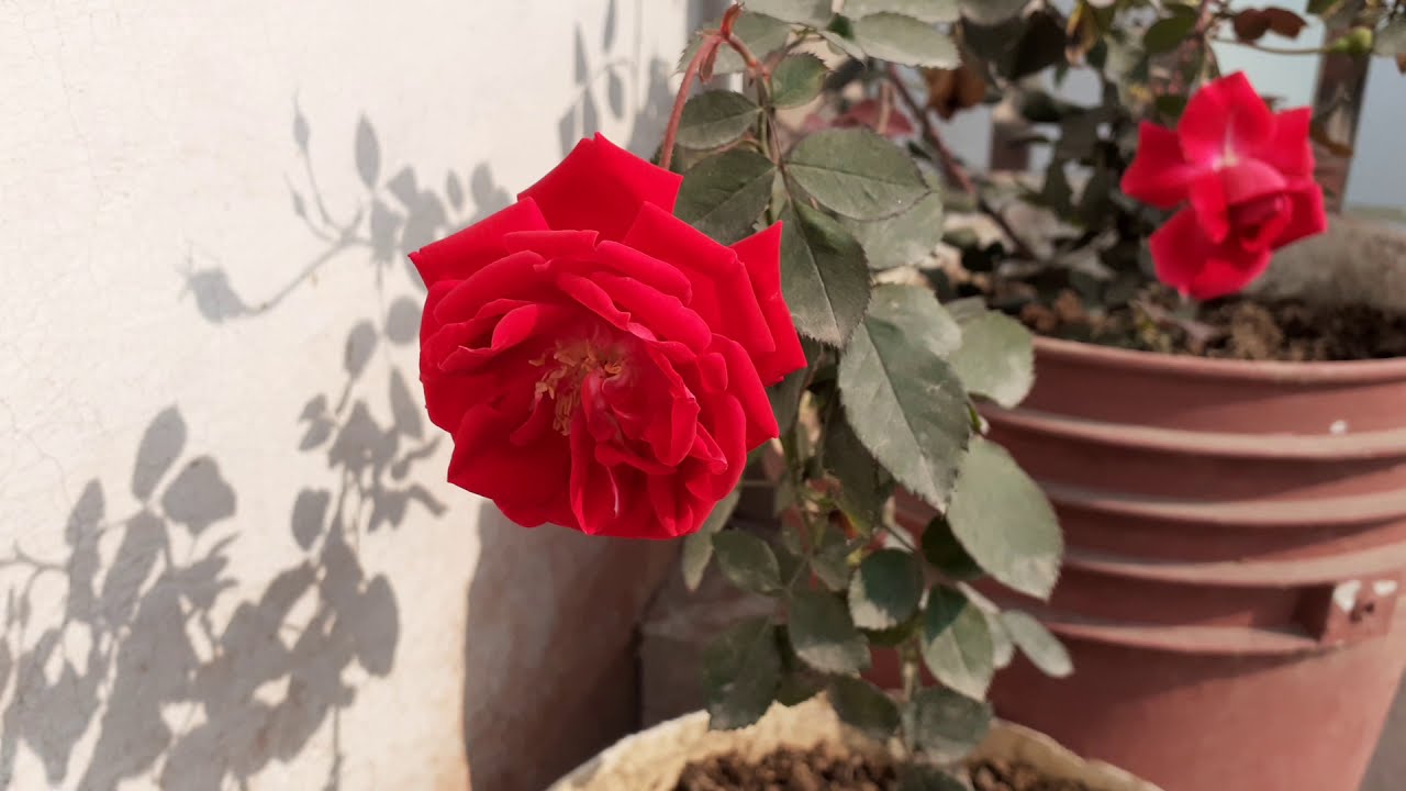 Red rose plant  ( desi )