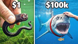 $1 Fish vs. $100,000 Fish!
