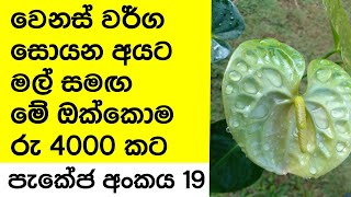 ඇන්තූරියම් මල් සමඟ අඩුම මිලට විකිණීමට | anthurium wagawa |beautiful  anthurium plants