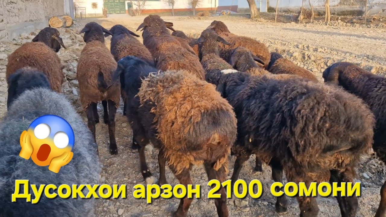 Дусок ва Туклихои арзон фуруши.  Ватсап 907 30 60 40.  Тел 206 90 91 91 