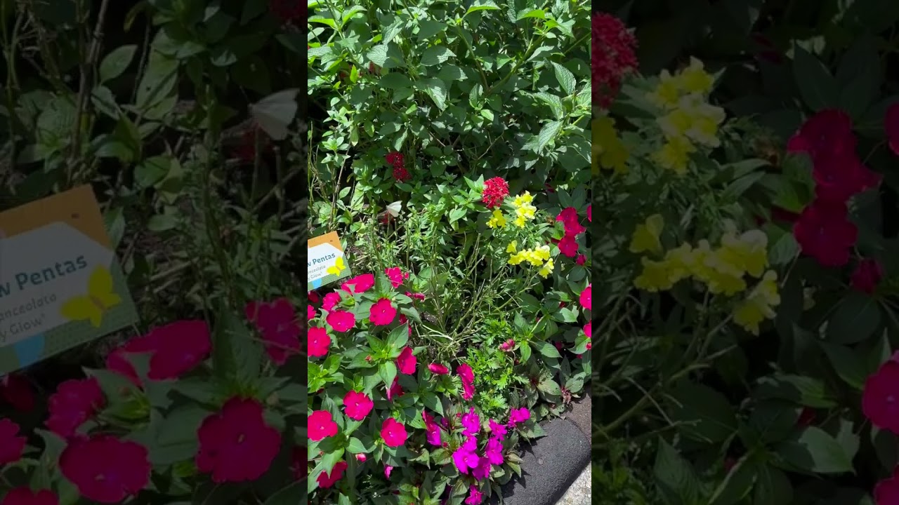 Butterfly Landing in Epcot