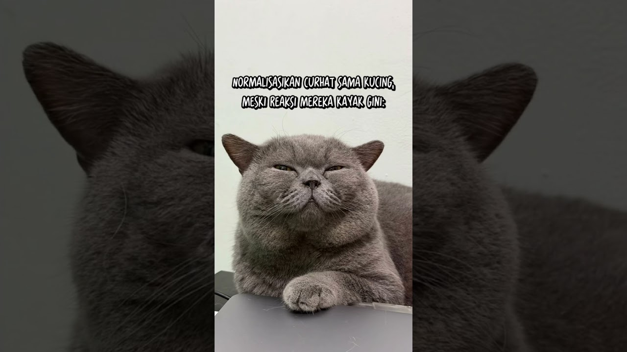 Gapapa kok curhat sm kucing