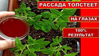 РАССАДА ТОЛСТЕЕТ НА ГЛАЗАХ! ОРГАНИЧЕСКАЯ ПОДКОРМКА РАССАДЫ ТОМАТОВ. Удобрение из Луковой Шелухи