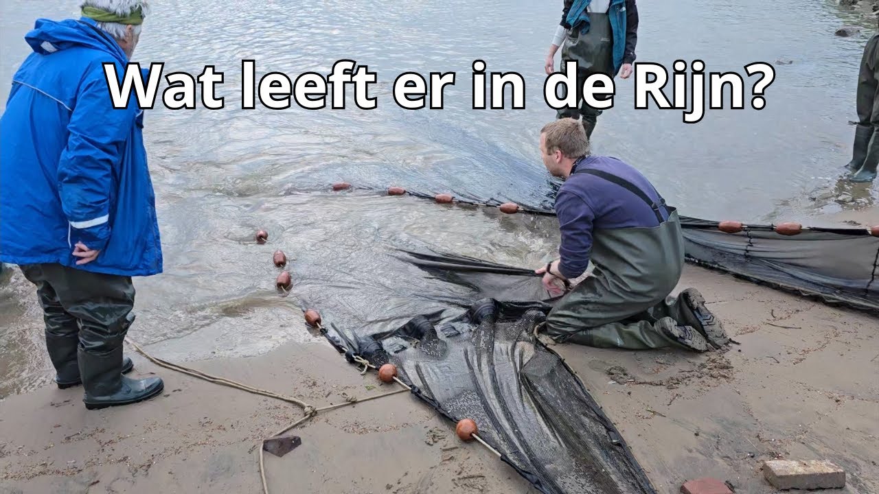 Vissen in de Nederrijn met een Enorm Sleepnet!
