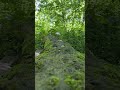 Over the creek on a moss covered log #Nature 
