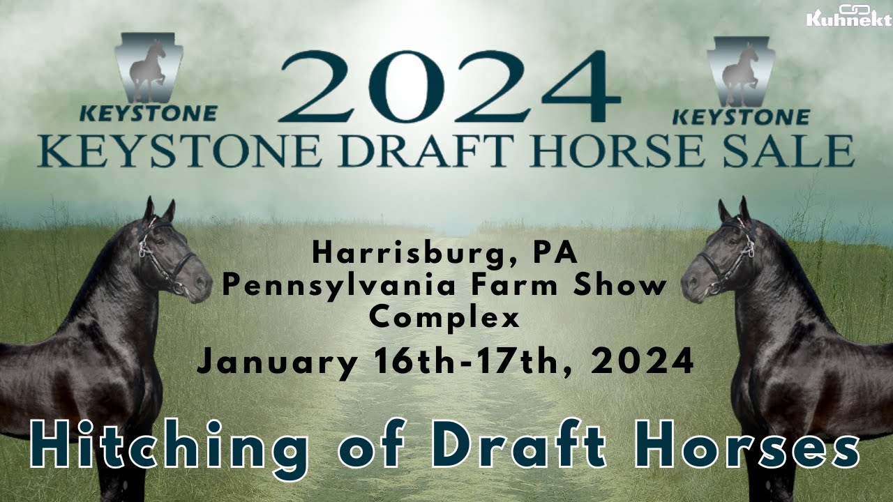 Hitching of Sale Horses 2024 Keystone Draft Horse Sale YouTube