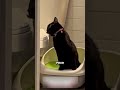#animauxmignons #animals #chats