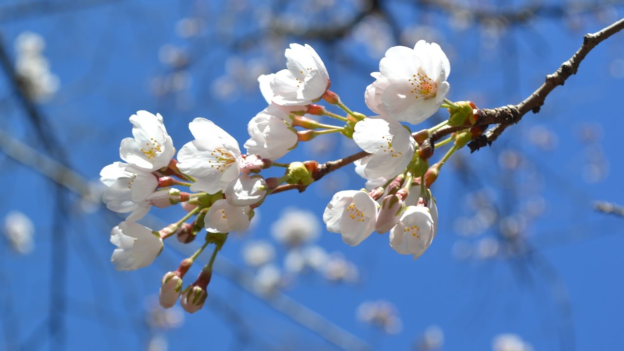 High Park Cherry Blossoms YouTube