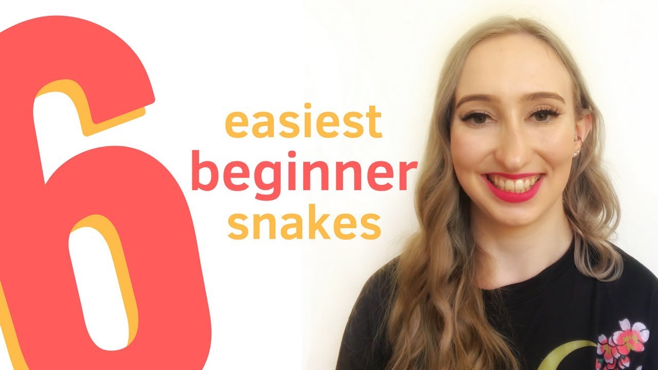 pet snakes and dogs 6 BEST BEGINNER SNAKES