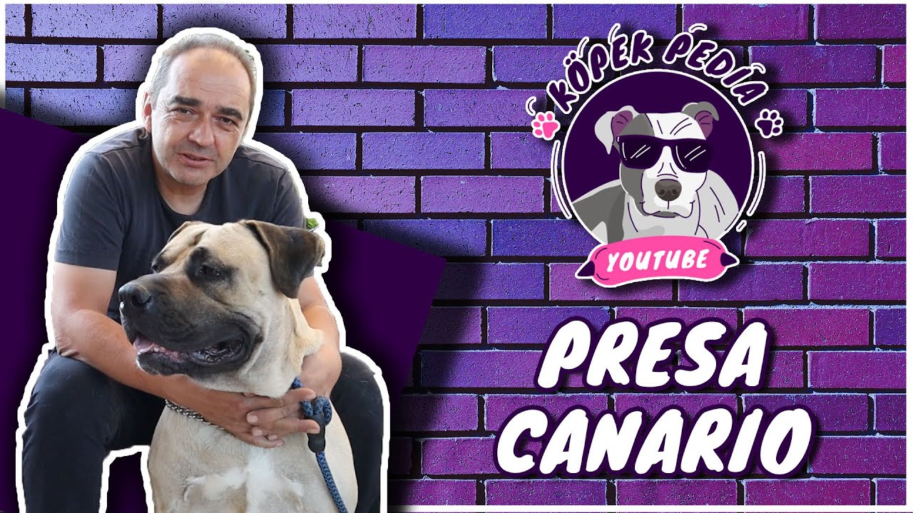 Perro de Presa Canario Yavru (Presa Canario Yavrunun Zaman İçinde Değişimi)