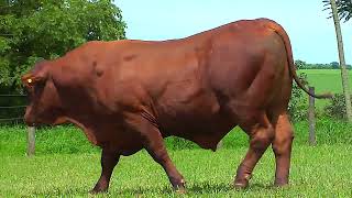 LOTE 10   ZT 5403