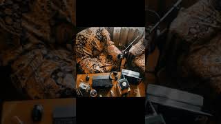 Чёрный & Чп - Птицы