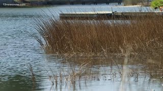 Using 'living shorelines' to protect the coast