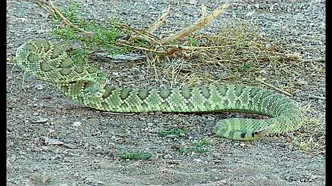 Rock 306 Mojave Green Rattlesnake