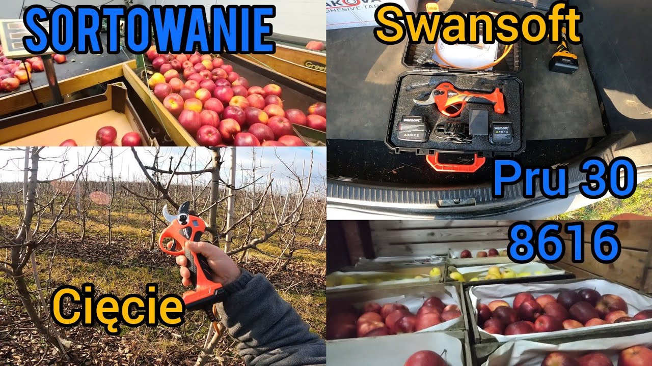 Z Sadu 13-12-2025 Sortowanie Początki cięcia #swansowt 8616 i Pru -30 #sadownictwo #sad #ogrodnictwo