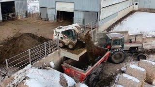 Frozen manure in the barn, morning chores and new life on the farm!