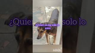 ¿Quien es ese solo lo mire #perros