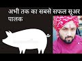 100% सफल सूअर पालक बनने का (रामबाण) नुस्खा...इनसे सीखें । Pig training ,7906994526