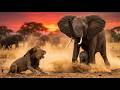 GIANT'S WRATH: Mother Elephant Defeats a Lion Pride | 4K Wildlife Documentary