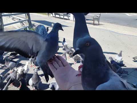 ~მტრედები ბრუკლინში~