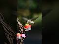 Slowed to 0.5x... the beauty of this female ruby-throated hummingbird #birds #birdwatching #shorts