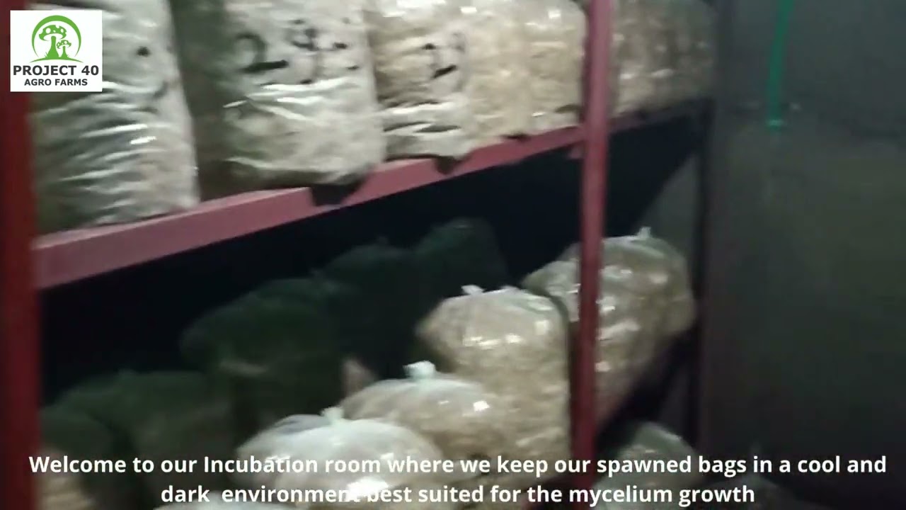 Oyster Mushroom cultivation - Incubation room