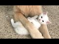 【運命】親指のある子猫が出会った優しい母犬。ふたりの素敵な関係にほっこりする【心温まる話】