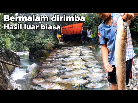 2 Hari Satu Malam Camping Dalam Rimba Mencari Ikan Dewa Dapat Sidat Besar Penghuni Lubuk Dalam