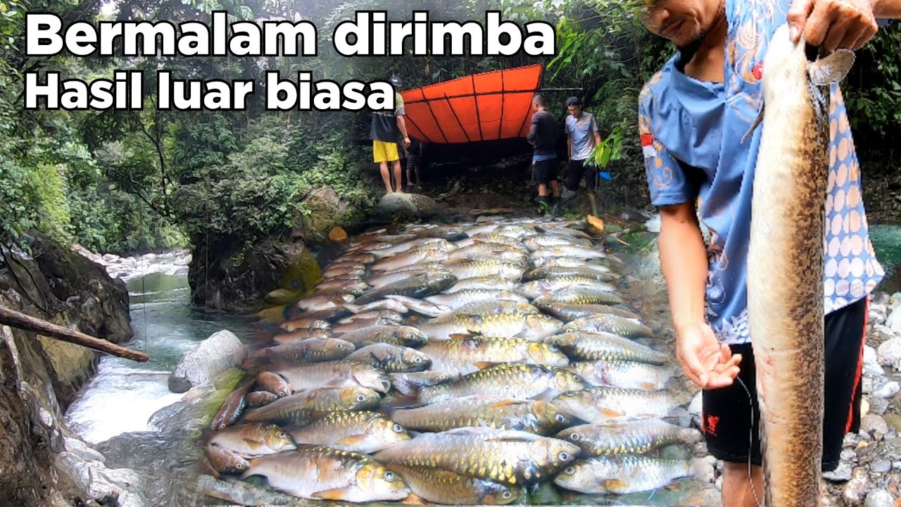 2 Hari Satu Malam Camping Dalam Rimba Mencari Ikan Dewa Dapat Sidat Besar Penghuni Lubuk Dalam