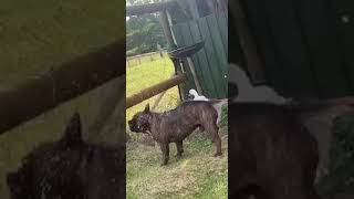 French Bulldog Makes a Fool of Himself