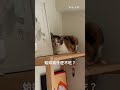 跟米香感情升溫？！  #cat #貓咪日常 #貓咪 #寵物