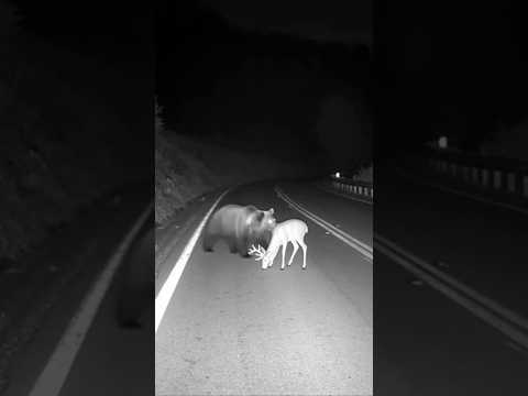 クマをドッキリ鹿人形で驚かせた瞬間…！ #animalshorts #衝撃映像 #監視カメラ #自然の記録 #野生動物