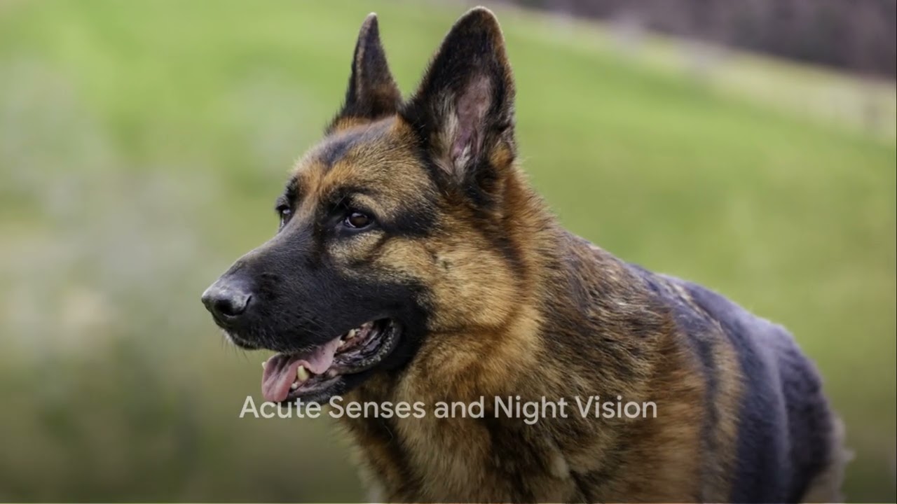 Executive K9 Concierge - Estate Guard Dogs